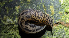 Tigerschnegel (Limax maximus)