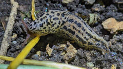 Tigerschnegel (Limax maximus)