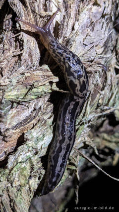 Tigerschnegel (Limax maximus)