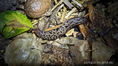 Tigerschnegel (Limax maximus)