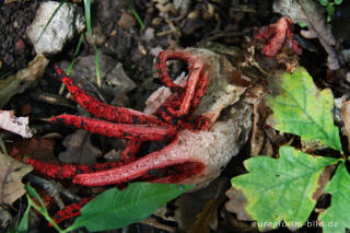 Tintenfischpilz, Clathrus archeri, syn. Anthurus archer