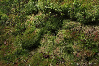 Torfmoos, Sphagnum, an einem feuchten Hang,  Eifelsteig bei Trittscheid 