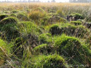 Torfmoos und Pfeifengras im Imgenbroicher Venn, Steinley