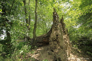 Totholz, Baumallee von Bassenheim zum Karmelenberg