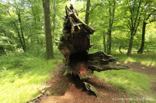 Totholz, Baumallee von Bassenheim zum Karmelenberg