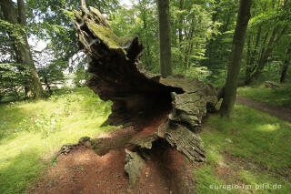 Totholz, Baumallee von Bassenheim zum Karmelenberg