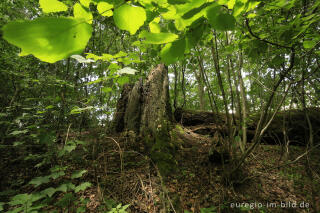 Totholz, Baumallee von Bassenheim zum Karmelenberg