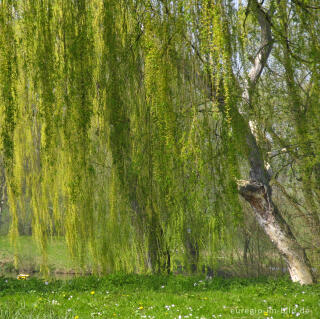 Trauerweide beim Cranenweyer