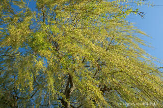 Trauerweide im Frühling