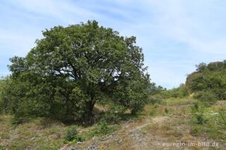 Trockenbiotop mit Eiche auf dem Stenzelberg