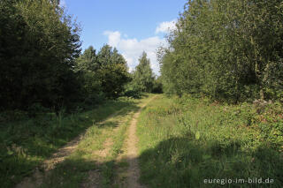 Tümpel am Mispelweg, Sophienhöhe