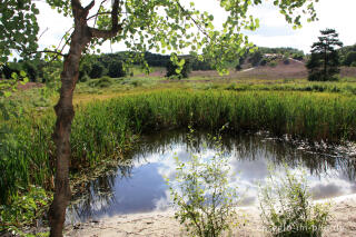 Tümpel in der Brunssummerheide