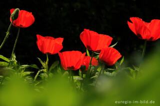 Türkischer Mohn, Papaver orientale