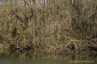 Uferzone an einem Weiher im Februar