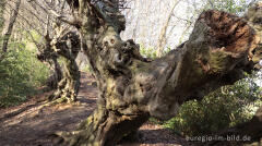 Uralte Hainbuchen auf dem Inneren Landgraben bei Aachen