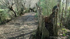 Uralte Hainbuchen auf dem Inneren Landgraben bei Aachen