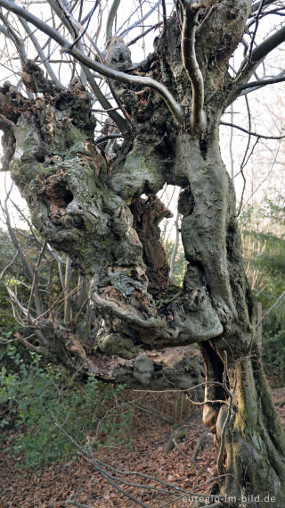 Uralte Hainbuchen auf dem Inneren Landgraben bei Aachen