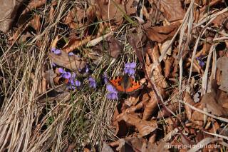 Veilchen und Brauner Fuchs