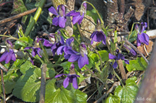 Veilchen, Viola, auf dem Schneeberg