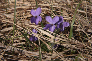 Veilchen, Viola