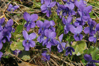 Veilchen, Viola,mit Regentropfen