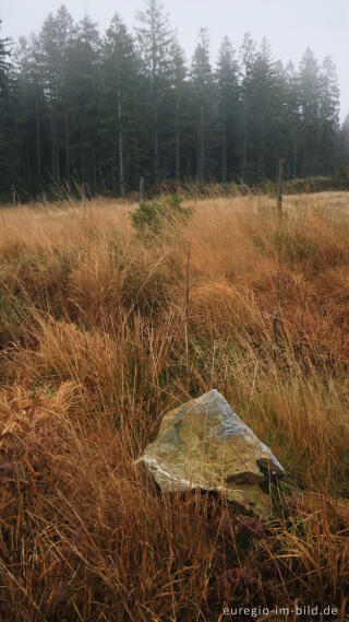 Vennwacken im Lonlou-Venn (Fagne de Lonlou)