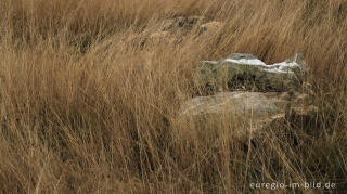 Vennwacken im Lonlou-Venn (Fagne de Lonlou)