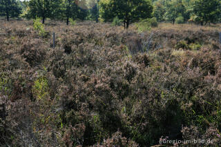 verblühte Besenheide, Drover Heide