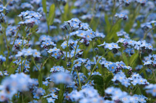 Vergissmeinnicht, Myosotis