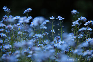 Vergissmeinnicht, Myosotis