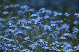 Vergissmeinnicht, Myosotis