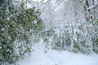 Verschneiter Ilex