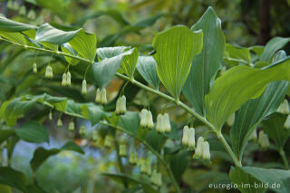 Vielblütige Weißwurz (Polygonatum multiflorum)