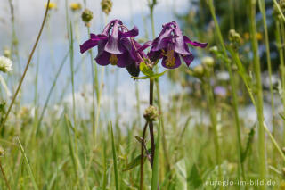 Violette Akelei, Aquilegia vulgaris