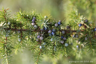 Wacholderbeeren