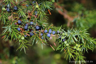 Wacholderbeeren