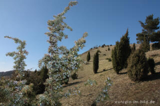 Wacholderheide - das Naturschutzgebiet Lampertstal bei Alendorf, Gemeinde Blankenheim