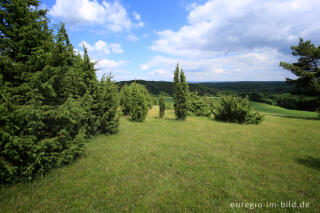 Wacholderheide - das Naturschutzgebiet Lampertstal bei Alendorf, Gemeinde Blankenheim