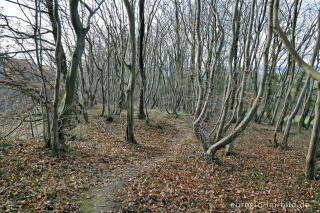 Wald am oberen Rand des Steinbruchs, Aachen-Schmithof