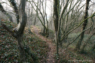 Wald am oberen Rand des Steinbruchs, Aachen-Schmithof