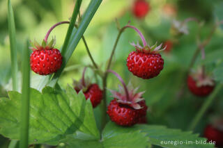 Wald-Erdbeere, Fragaria vesca