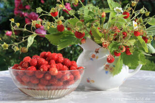 Wald-Erdbeere, Fragaria vesca