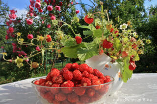 Wald-Erdbeere, Fragaria vesca