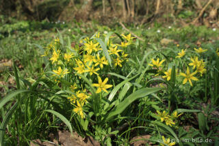 Wald-Gelbstern, Gagea lutea