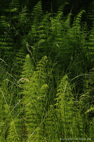 Wald-Schachtelhalm im Heilkräutergarten Herba Sana