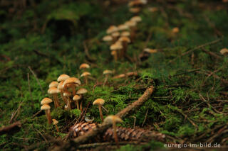 Waldboden mit Pilzen und Moos