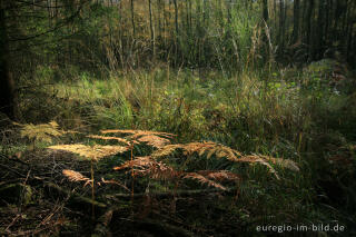 Waldlichtung im Münsterwald, Nordeifel