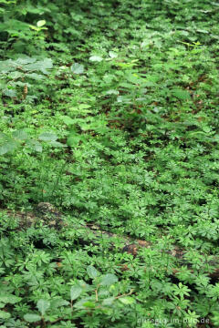 Waldmeister im Wald des Kermeters im Nationalpark Eifel