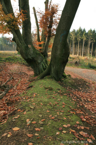 Wall der Aachener Landwehr beim Moresneter Weg