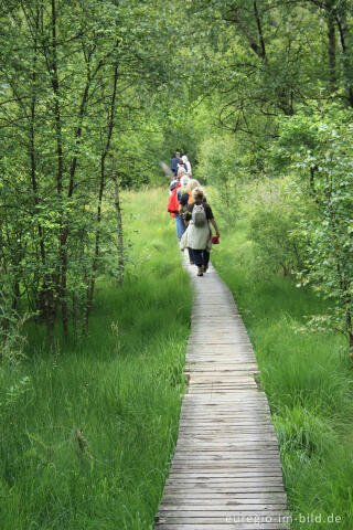 Wandern auf Holzstegen, Hohes Venn bei Xhoffraix